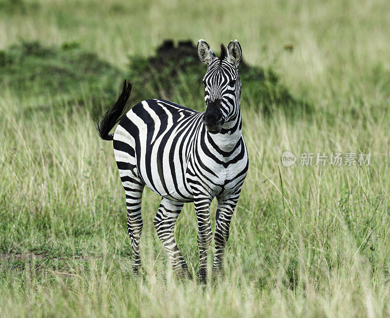 格兰特斑马(Equus quagga boehmi)是平原斑马的七个亚种中最小的。这个亚种代表了塞伦盖蒂-马拉生态系统的斑马形态。肯尼亚马赛马拉国家保护区。斑马的特写。